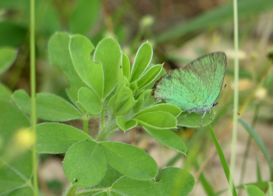 Callophrys rubi - zöldfonákú lepke