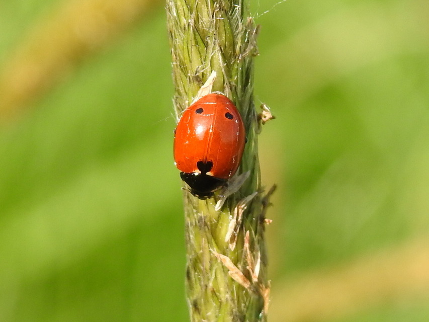 Coccinella undecimpunctata tripunctata - sziki tizenegypettyes katica