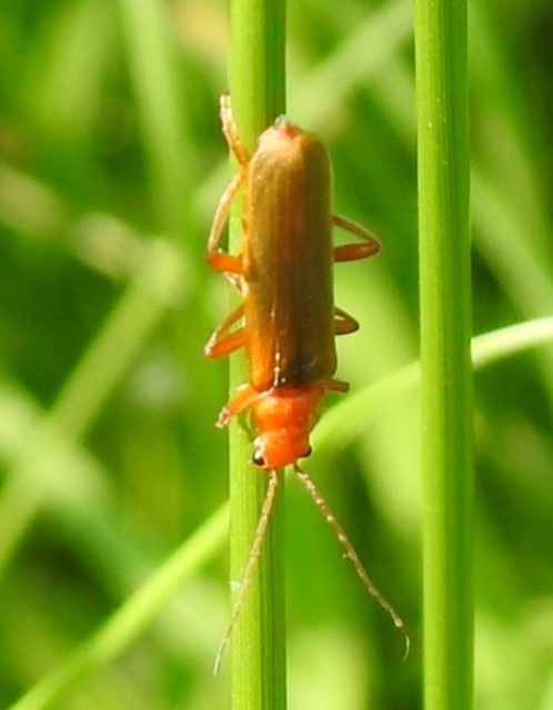 Cantharis rufa - rőt lágybogár