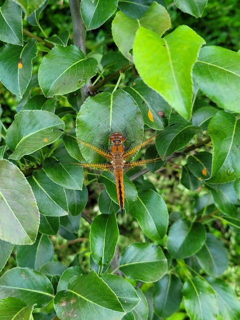 Libellula fulva - kisfoltos laposacsa