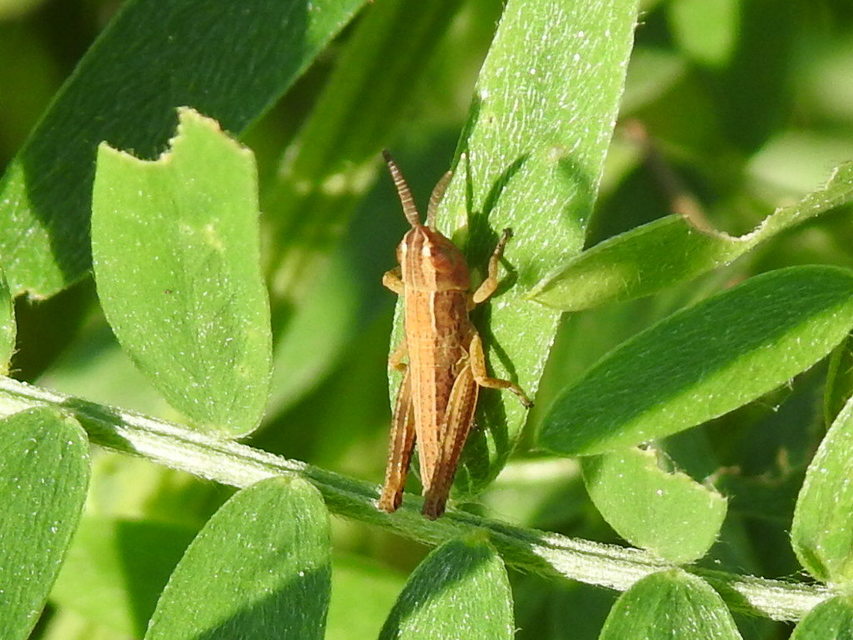 Chorthippus (Chorthippus) (subgenus)