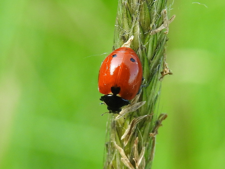 Coccinella undecimpunctata tripunctata - sziki tizenegypettyes katica