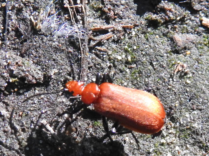 Pyrochroa serraticornis - közép-bíborbogár