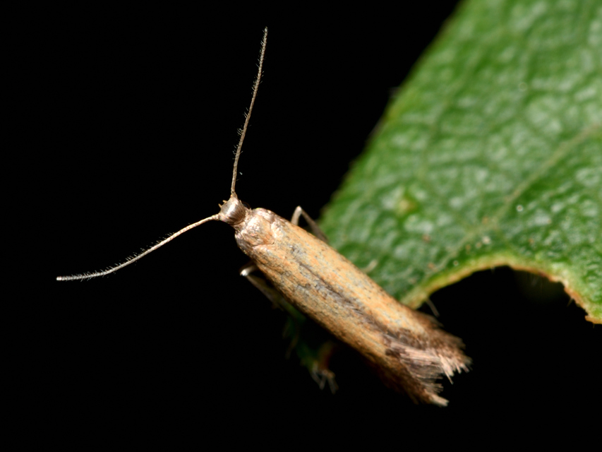 Tischeriidae - foltaknás-sörtésmolyfélék