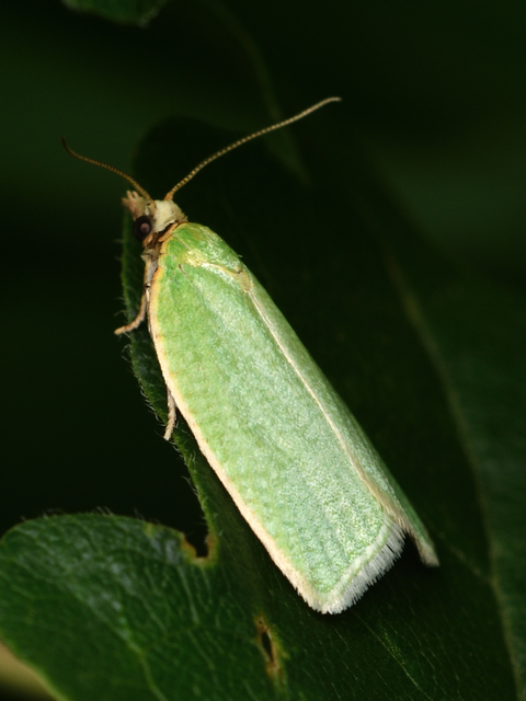Tortrix viridana - tölgyilonca