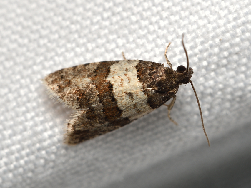 Isotrias hybridana - cifra sodrómoly