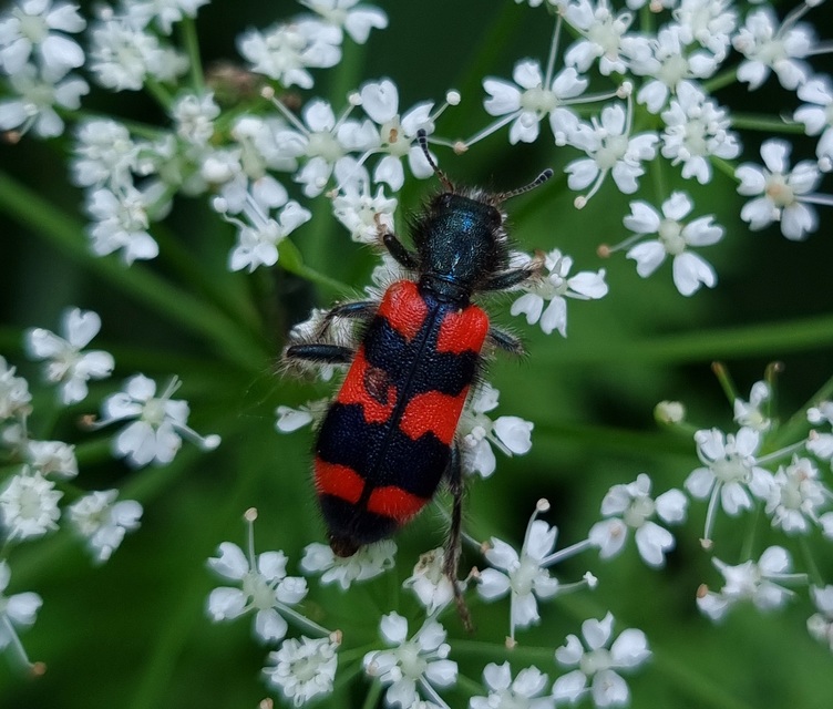 Trichodes favarius - hatfoltos méhészbogár