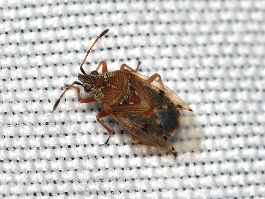 Kleidocerys resedae - nyírbodobács