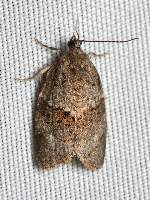 Syndemis musculana - füstös sodrómoly
