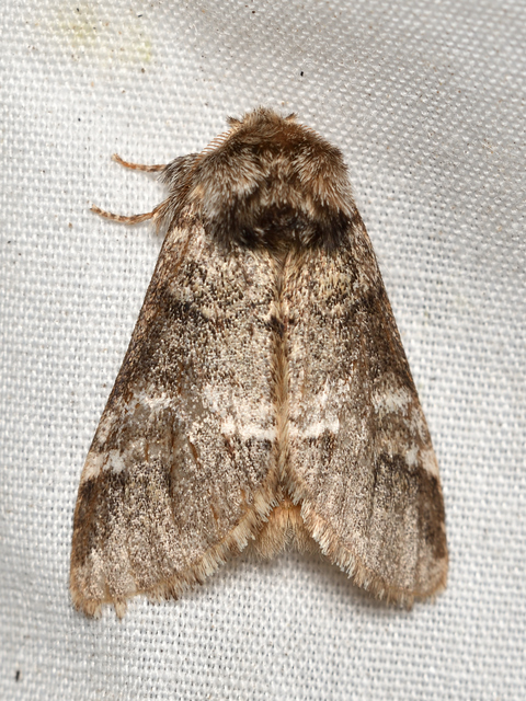 Drymonia dodonea - bélyeges púposszövő