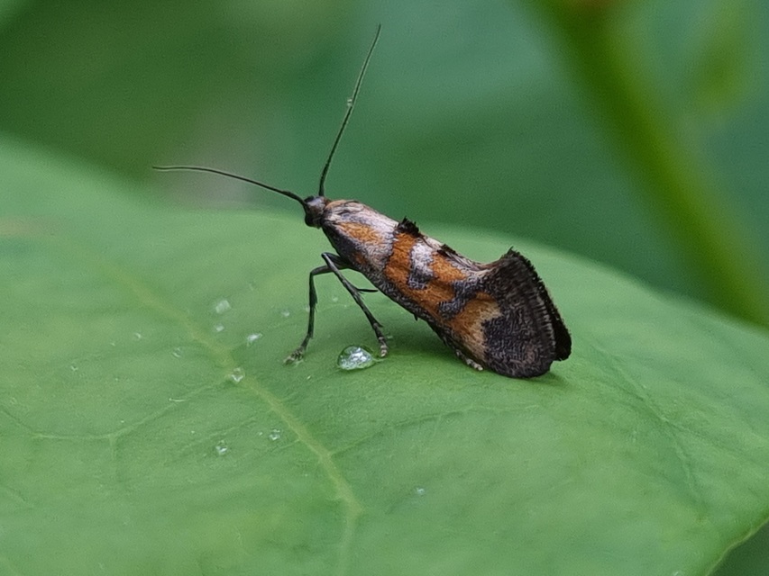 Epermenia pontificella - tarka íveltmoly