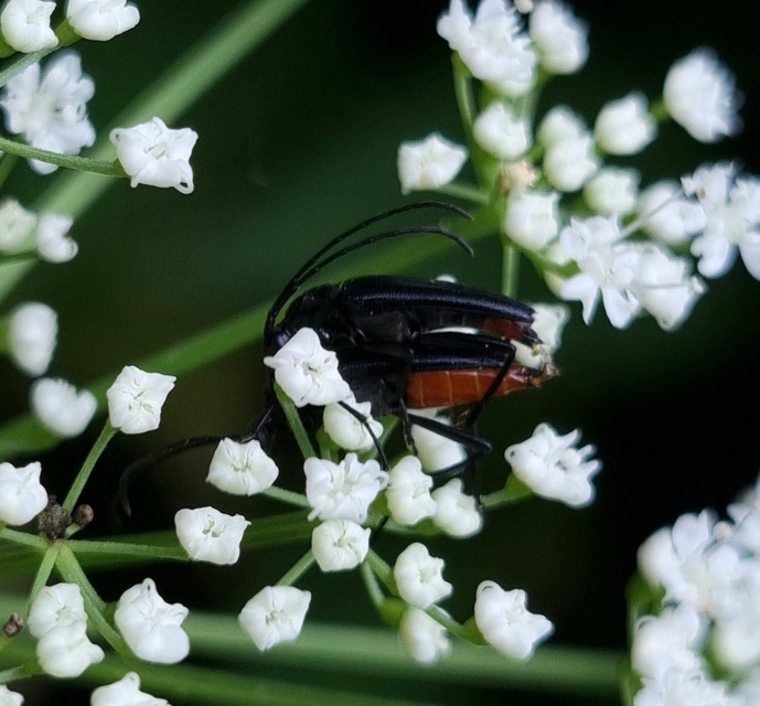Stenurella nigra - fekete karcsúcincér