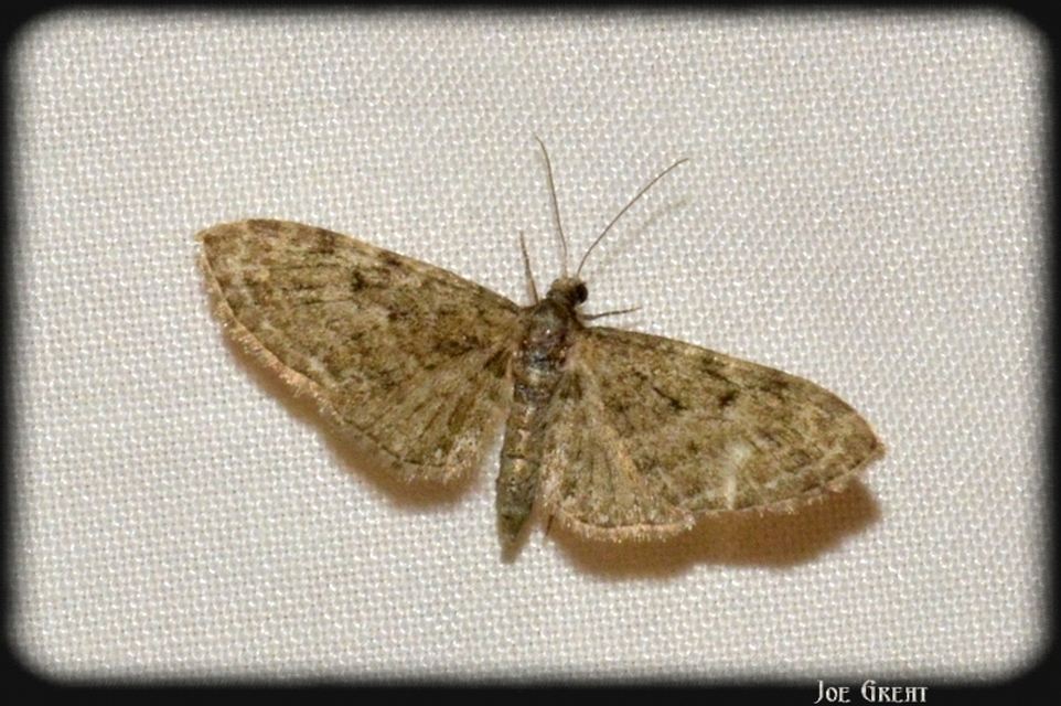 Eupithecia