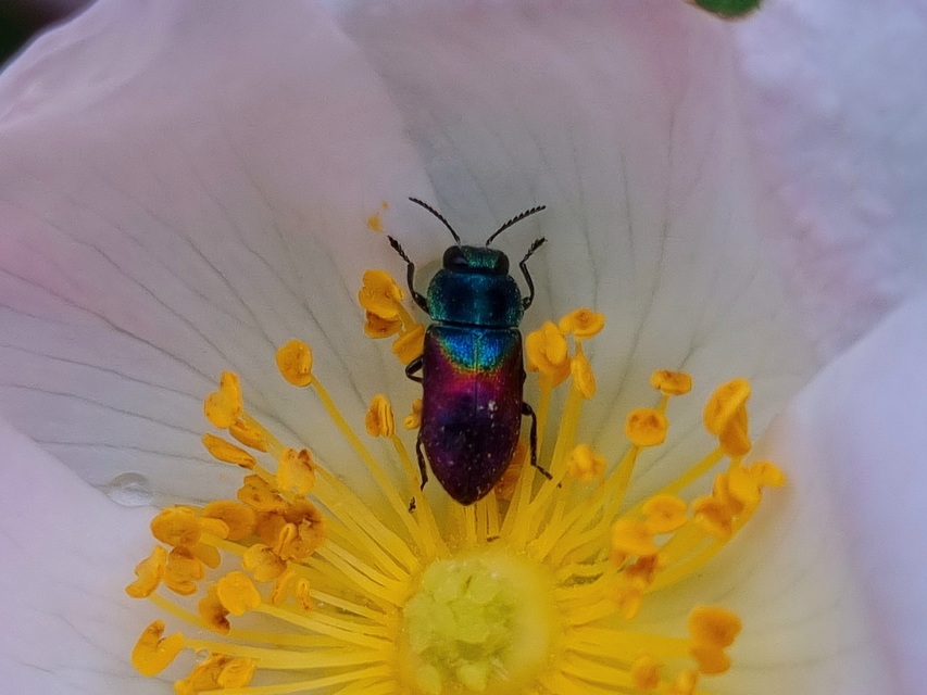 Anthaxia salicis - bíboros virágdíszbogár