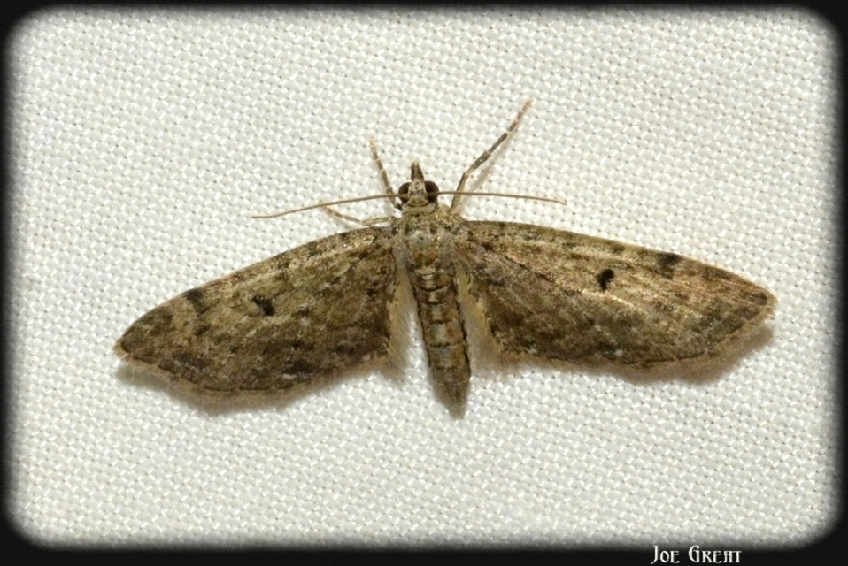 Eupithecia