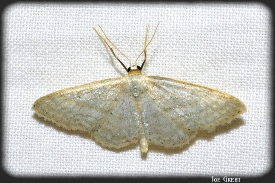 Idaea subsericeata - ötvonalas apróaraszoló
