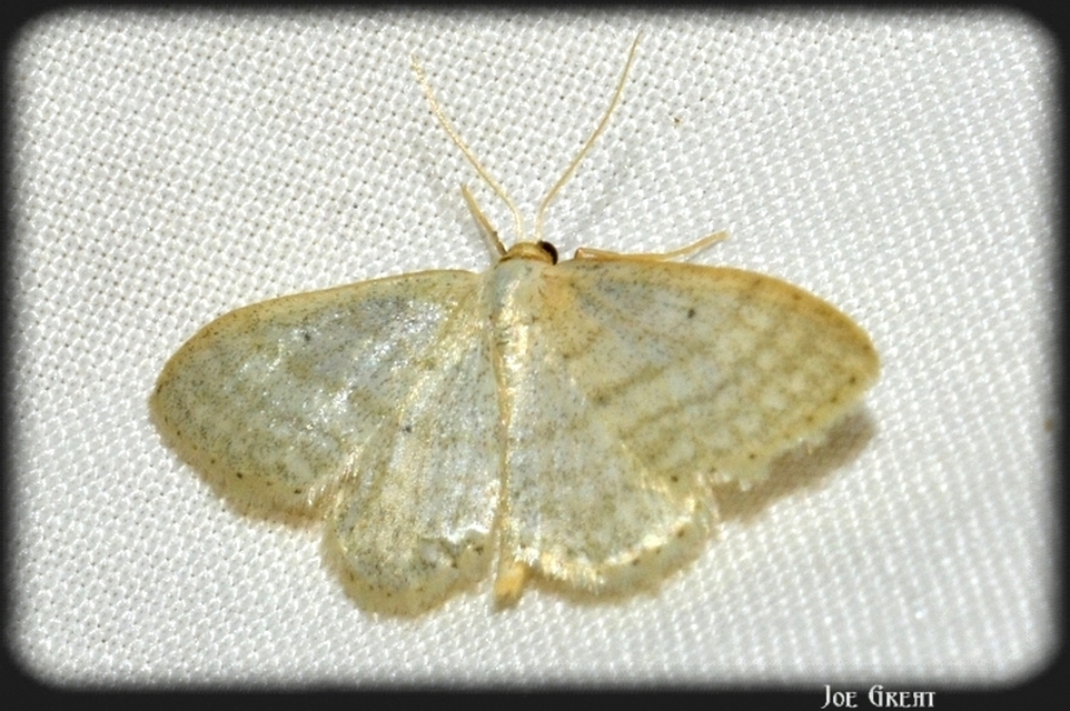 Idaea subsericeata - ötvonalas apróaraszoló