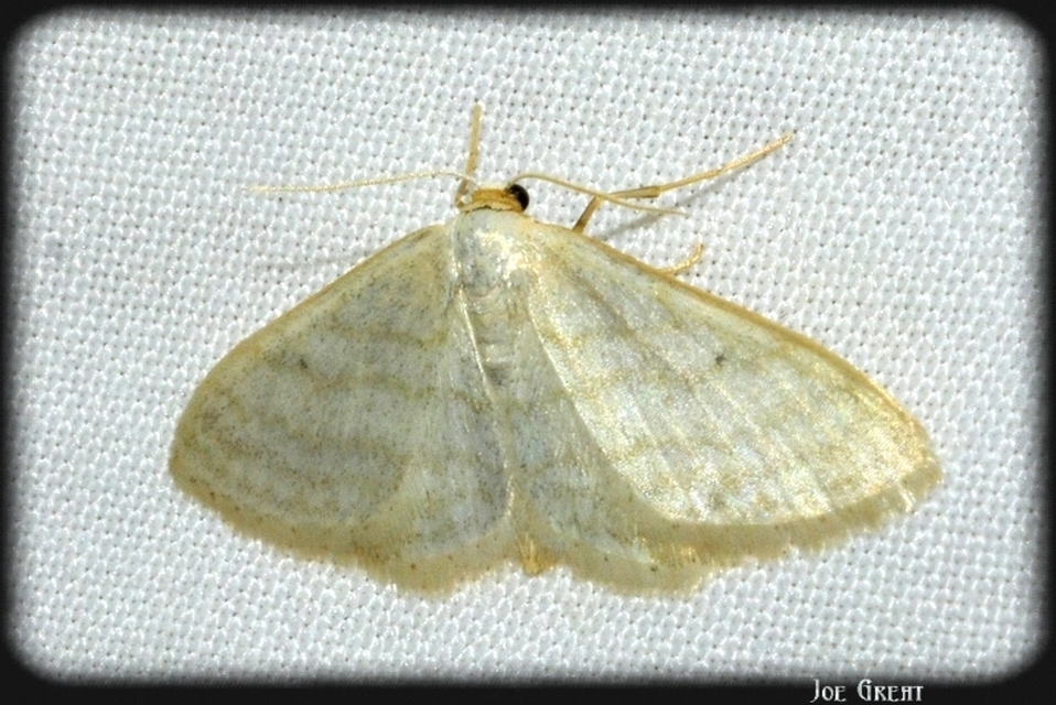 Idaea subsericeata - ötvonalas apróaraszoló