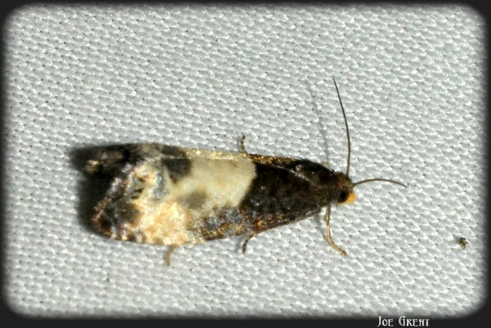 Notocelia cynosbatella - rózsahajtás-tükrösmoly