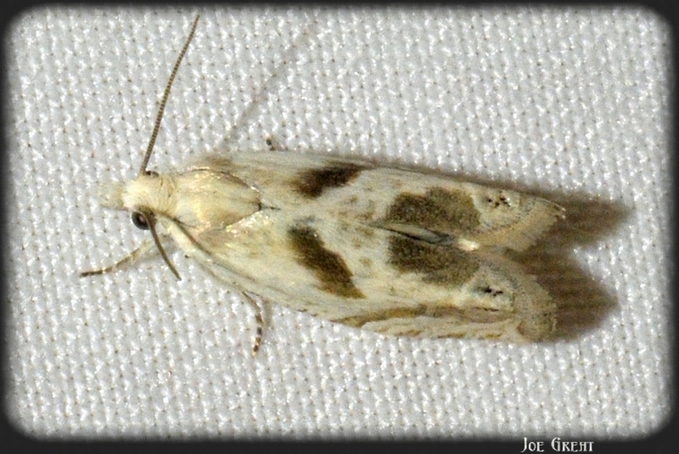 Eucosma