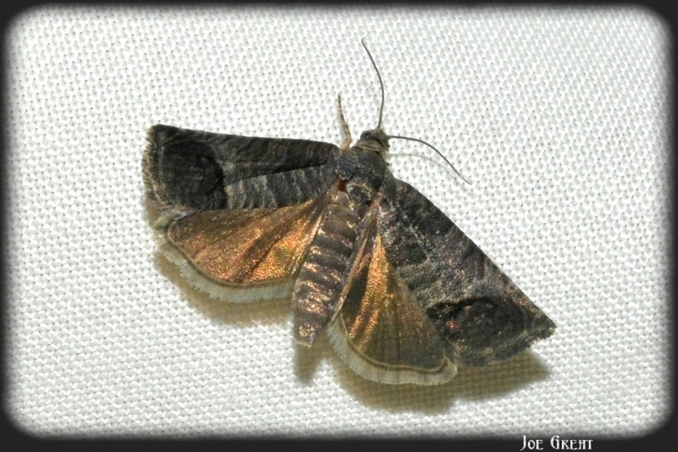 Cydia pomonella - almamoly