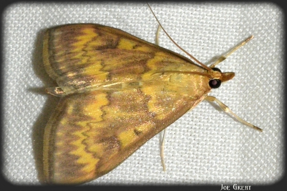 Ostrinia nubilalis - kukoricamoly