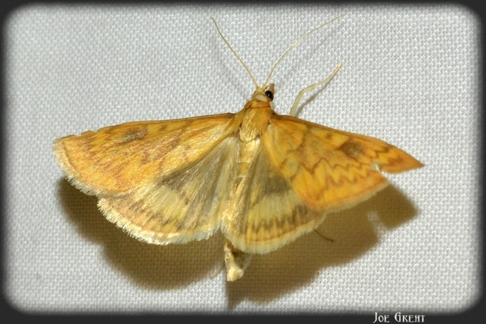 Ostrinia nubilalis - kukoricamoly