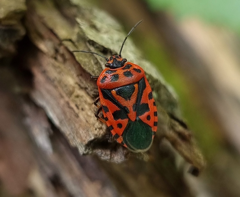 Eurydema ventralis - káposztapoloska
