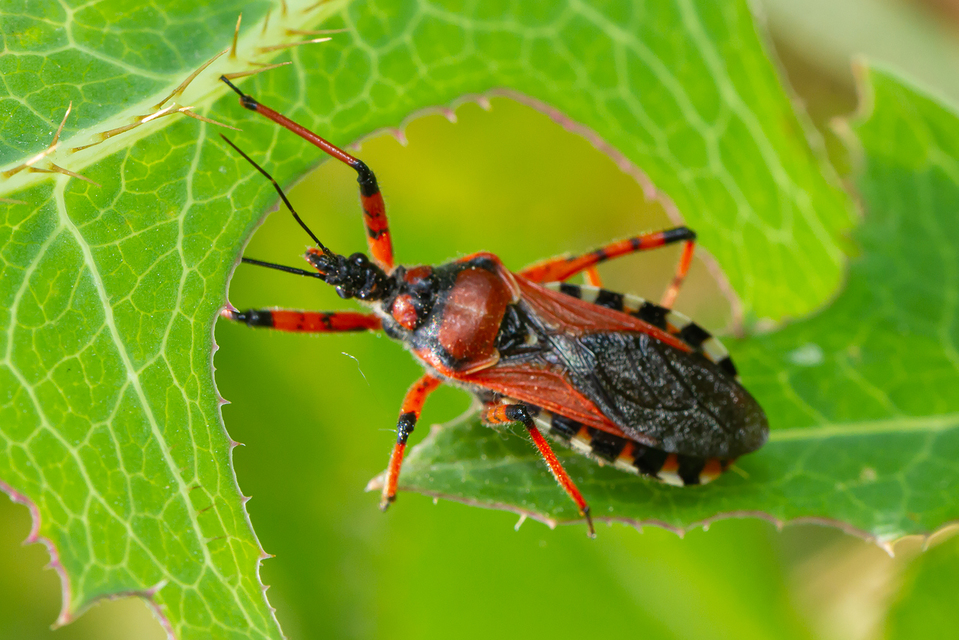 Rhynocoris iracundus - közönséges gyilkospoloska