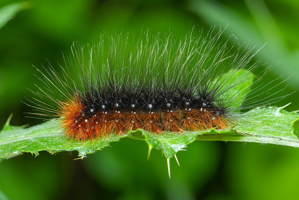 Arctia caja - közönséges medvelepke