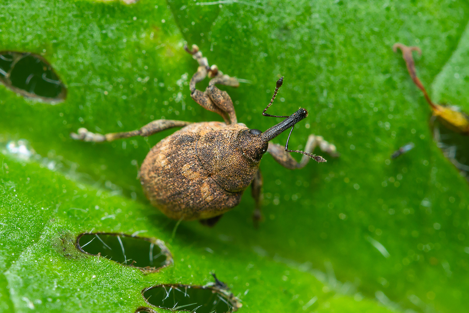 Mogulones abbreviatulus - nagy nadálytő-tarkaormányos