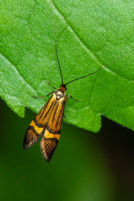 Nemophora degeerella - pompás tőrösmoly