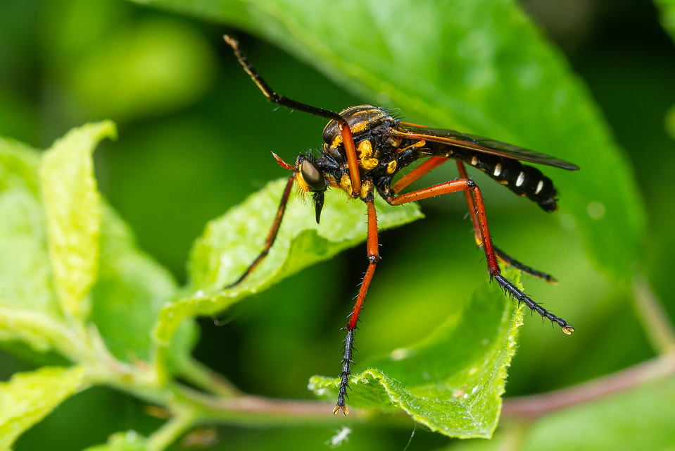 Molobratia teutonus