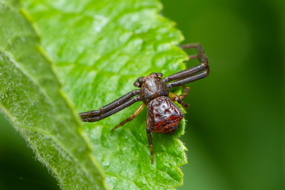 Pistius truncatus - csonka karolópók