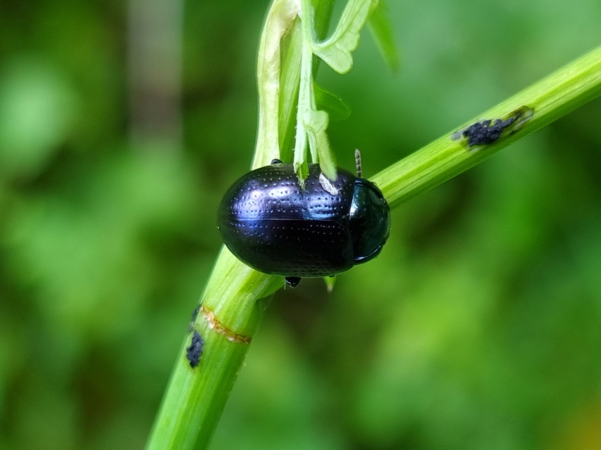 Chrysolina oricalcia - bronzos levélbogár