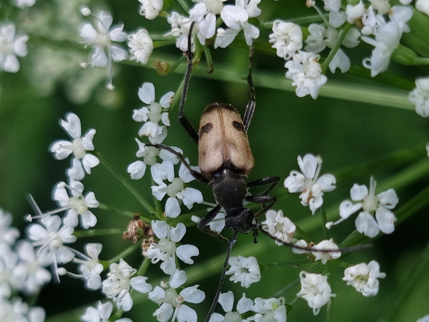 Pachytodes cerambyciformis - változékony virágcincér