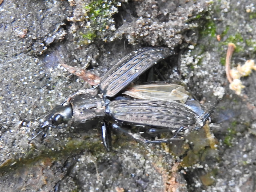 Carabus granulatus - mezei futrinka