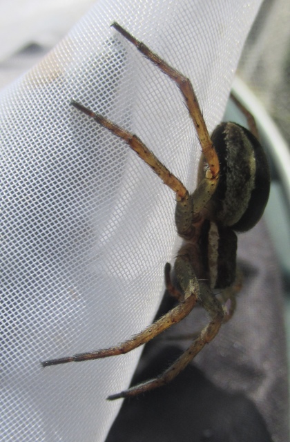 Dolomedes plantarius/fimbriatus