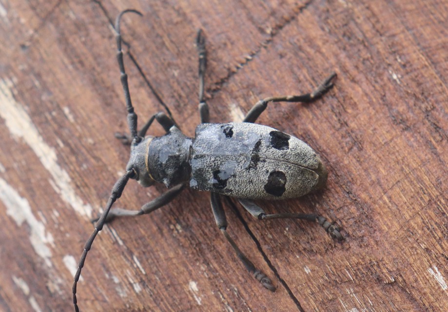 Morimus asper funereus - gyászcincér