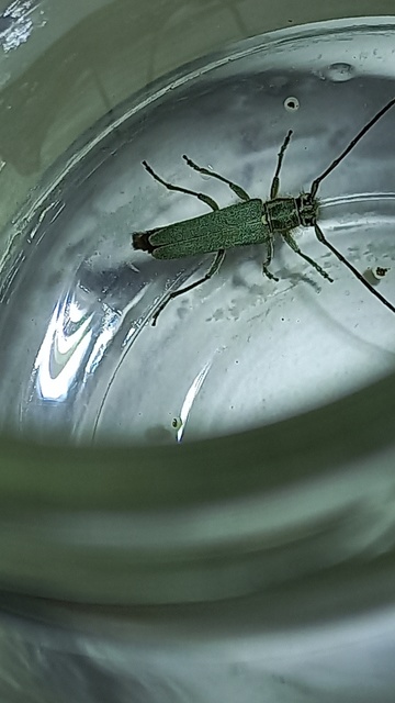 Phytoecia coerulescens - kígyósziszcincér