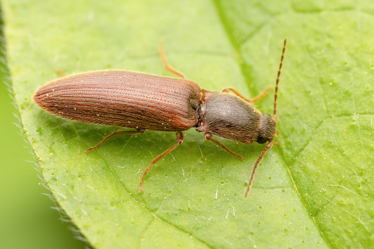 Athous subfuscus - pej pattanó