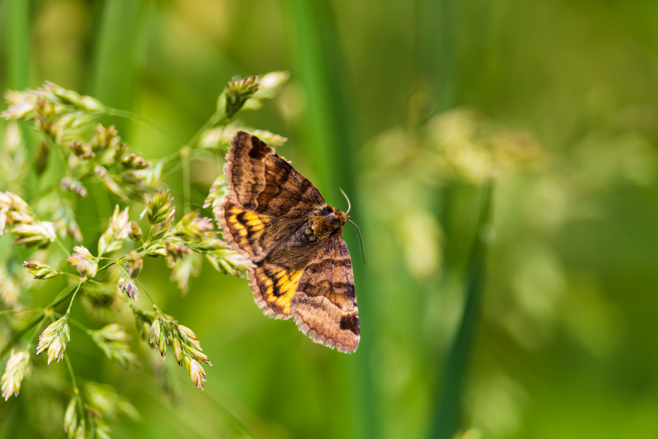 Euclidia glyphica - közönséges nappalibagoly