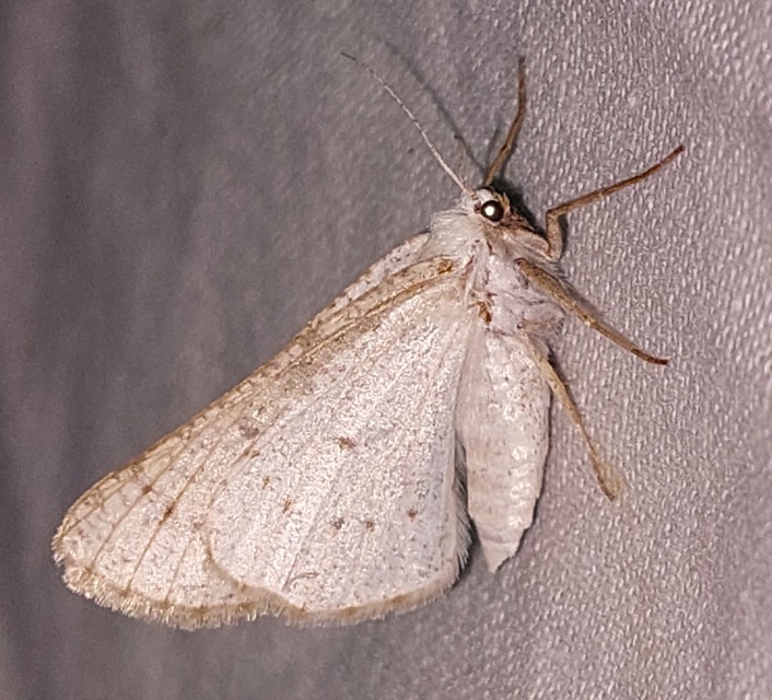 Dyscia conspersaria - sziklaüröm-araszoló