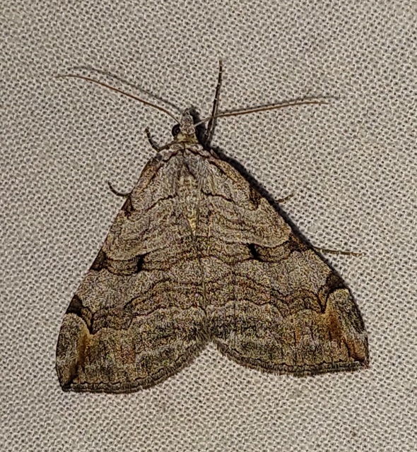 Aplocera efformata/plagiata