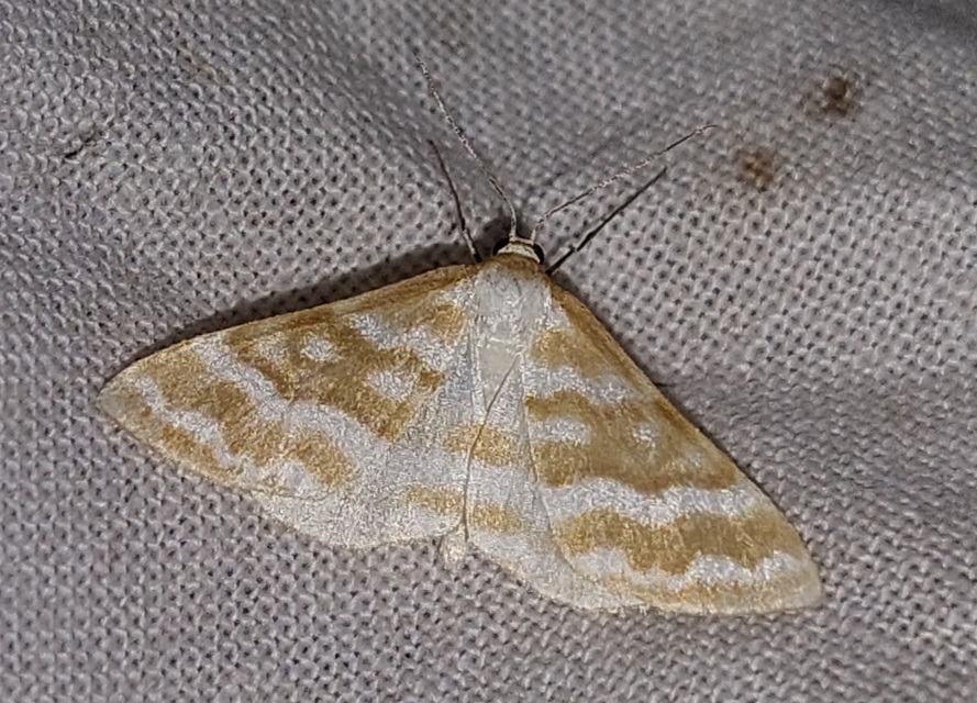 Idaea sericeata - selymes sávosaraszoló