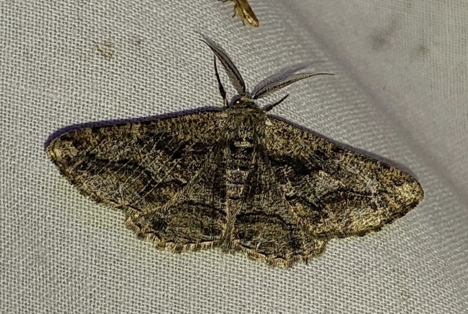 Synopsia sociaria - ürömaraszoló