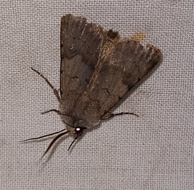 Agrotis cinerea - szürkés földibagoly