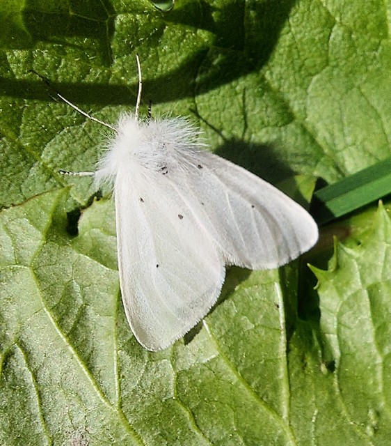 Diaphora mendica - felemás medvelepke