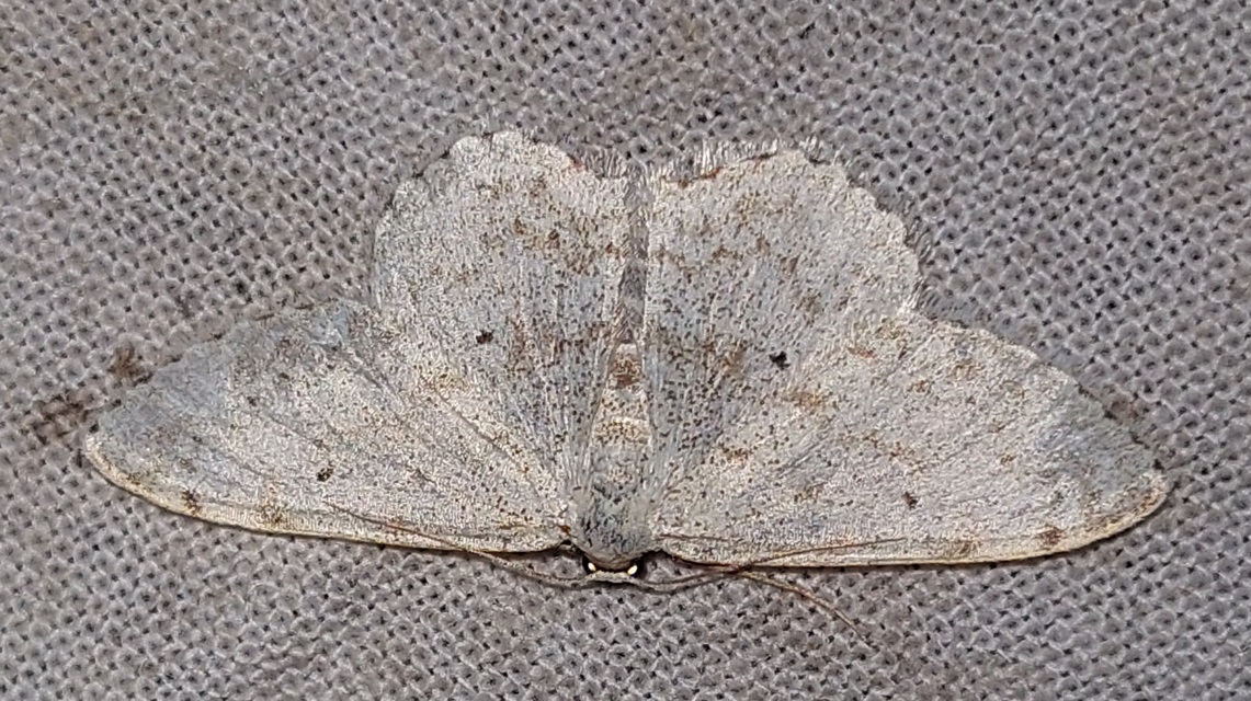 Scopula incanata - hamvas sávosaraszoló