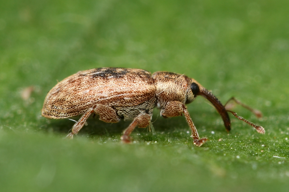 Dorytomus melanophthalmus - sárgaorrú hangormányos